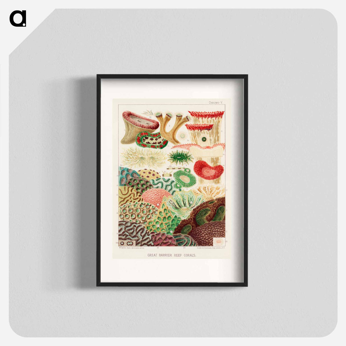 Great Barrier Reef Corals - オーストラリアのグレートバリアリーフ Poster.