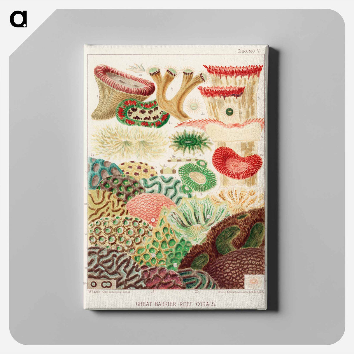 Great Barrier Reef Corals - オーストラリアのグレートバリアリーフ Canvas.