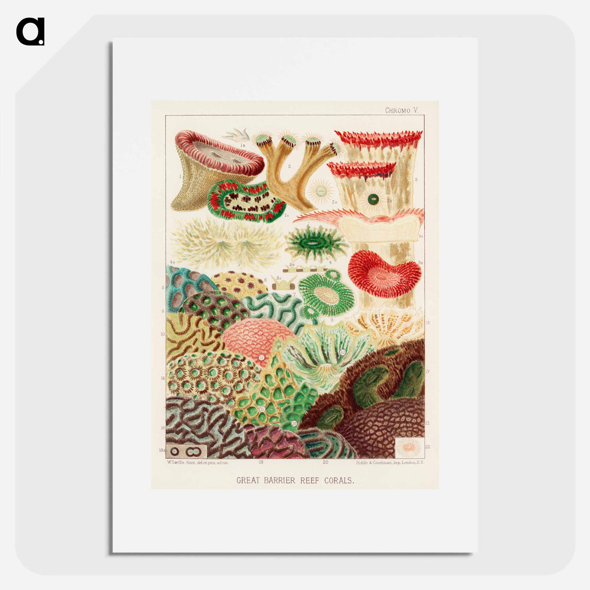 Great Barrier Reef Corals - オーストラリアのグレートバリアリーフ Poster.