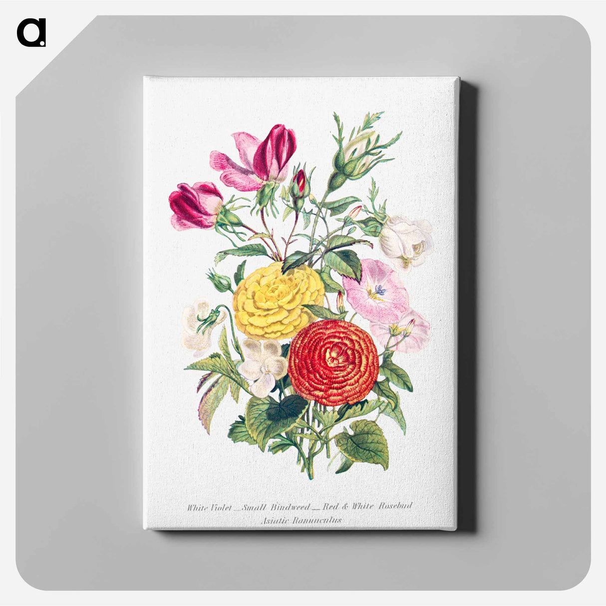 アートパネル-White Violet, Small Bindweed, Red and White Rosebud and Asiatic Ranunculus
- 花言葉 Canvas.