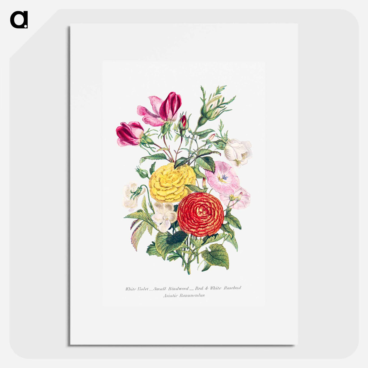 アートポスター-White Violet, Small Bindweed, Red and White Rosebud and Asiatic Ranunculus
- 花言葉 Poster.