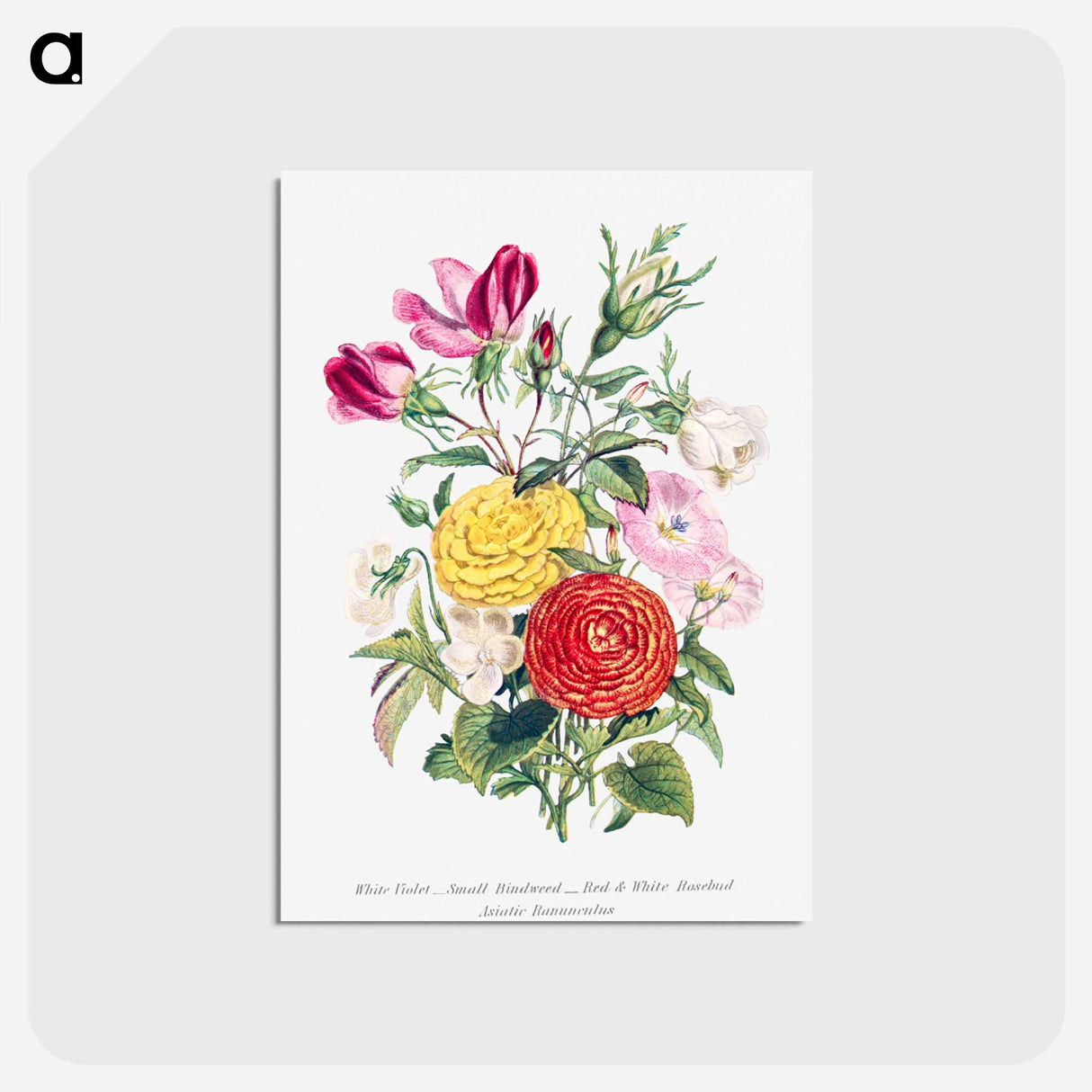 アートポストカード-White Violet, Small Bindweed, Red and White Rosebud and Asiatic Ranunculus
- 花言葉 Postcard.