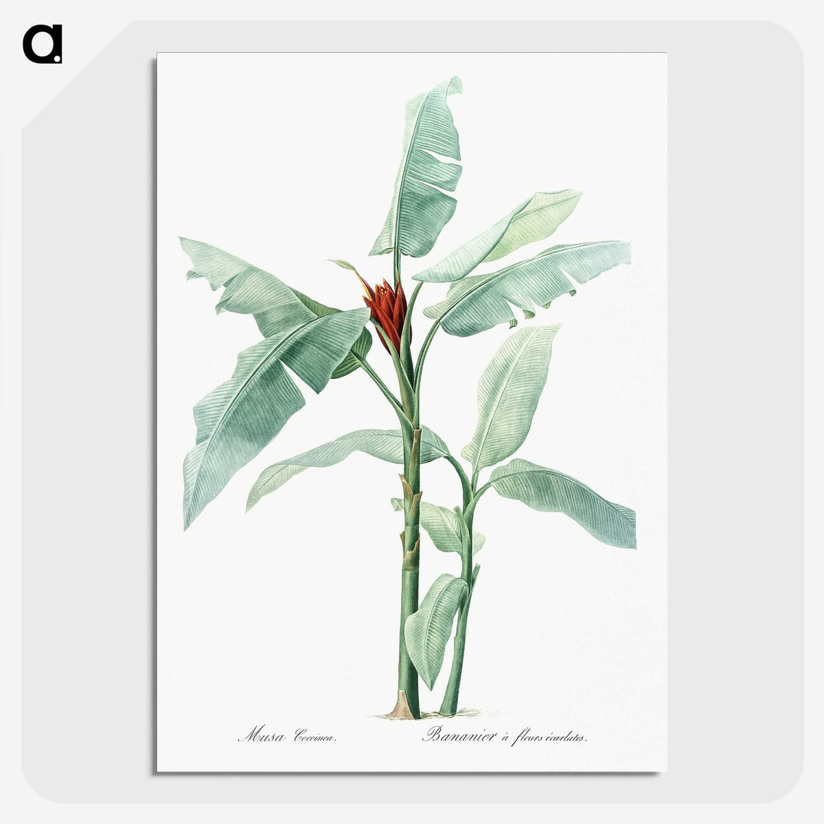 1-10_The-Lilies_picture-crop