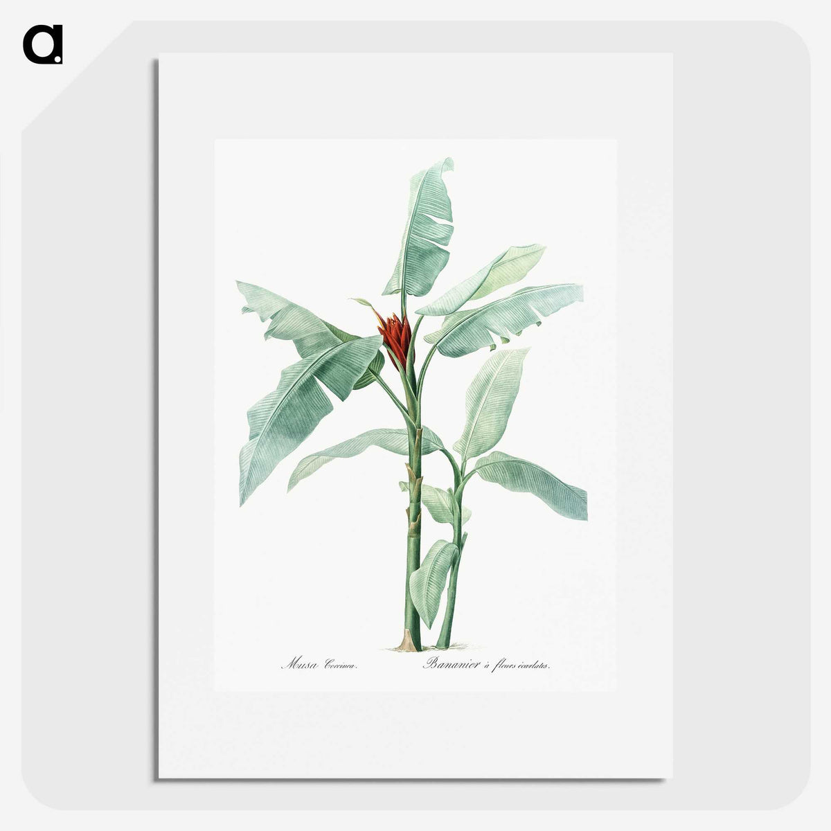 1-10_The-Lilies_picture