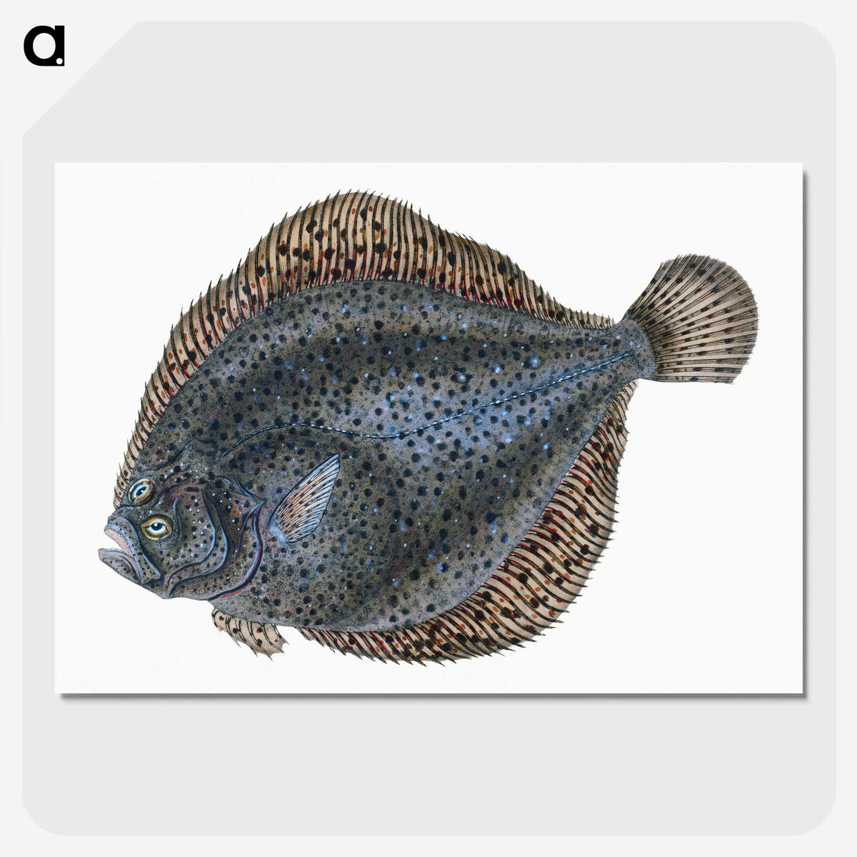 1-10_The-Natural-History-of-British-Fishes_picture-crop