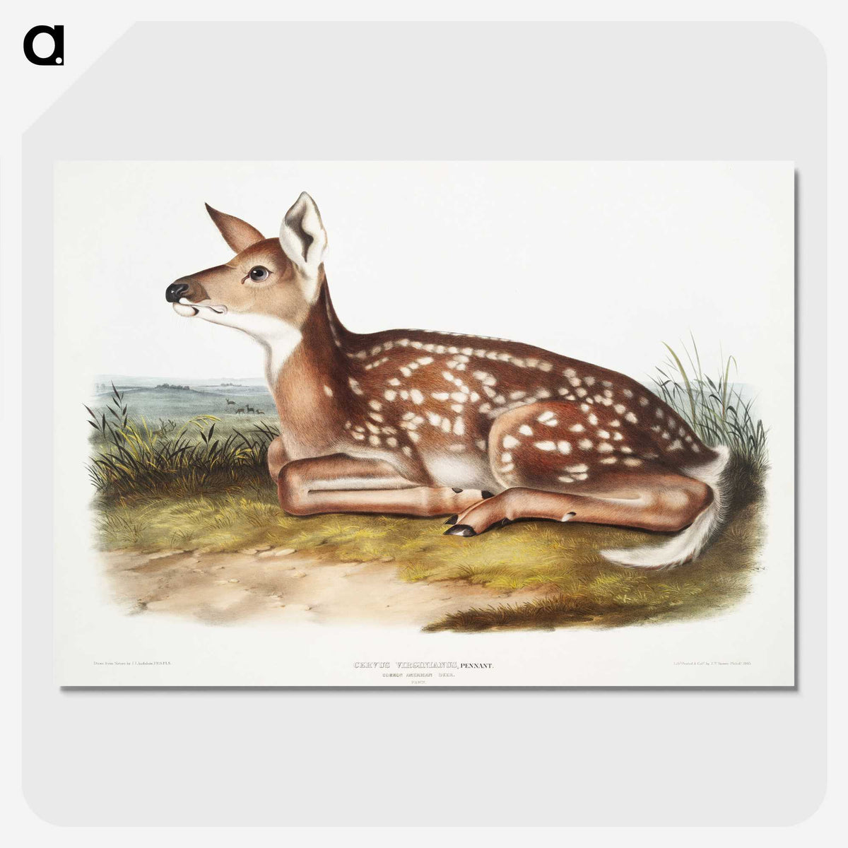 1-10_The-Viviparous-Quadrupeds_picture-crop