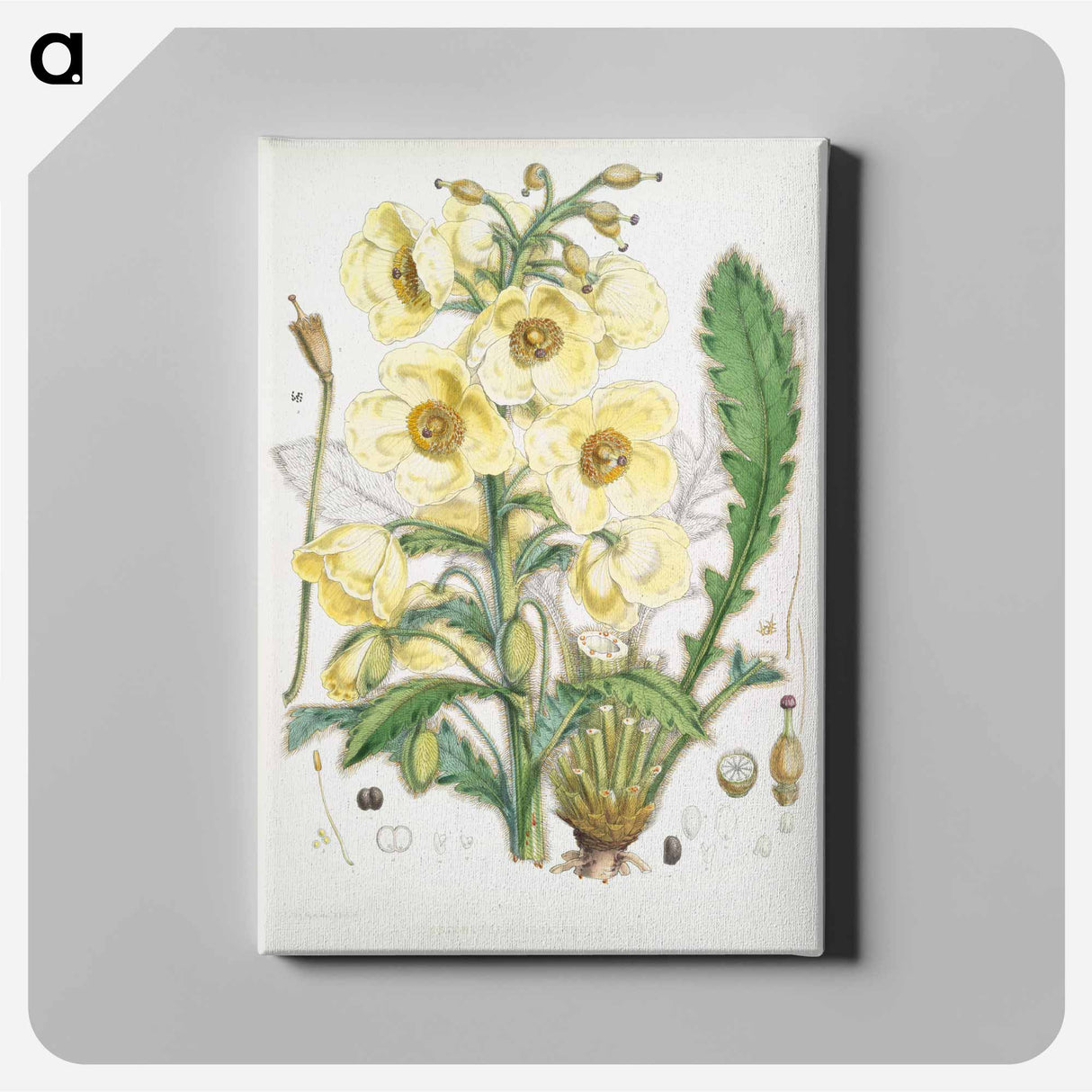 Satin Poppy - Walter Hood Fitch Canvas.