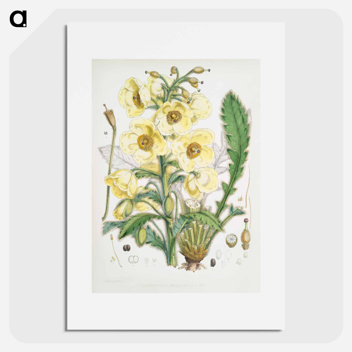 Satin Poppy - Walter Hood Fitch Poster.