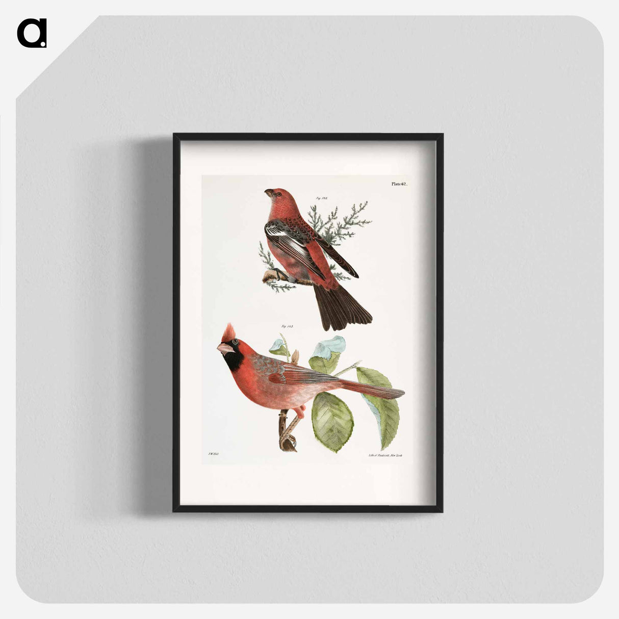 The Pine Bulfinch (Corythus enucleator) - ニューヨークの動物学 Poster.