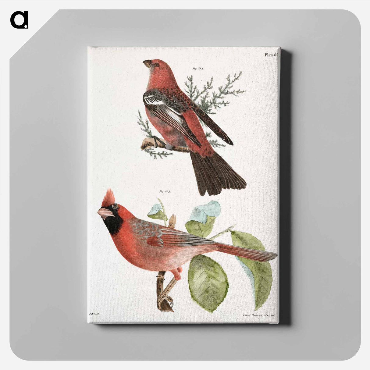 The Pine Bulfinch (Corythus enucleator) - ニューヨークの動物学 Canvas.