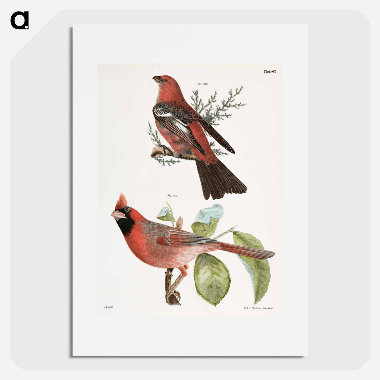 The Pine Bulfinch (Corythus enucleator) - ニューヨークの動物学 Poster.