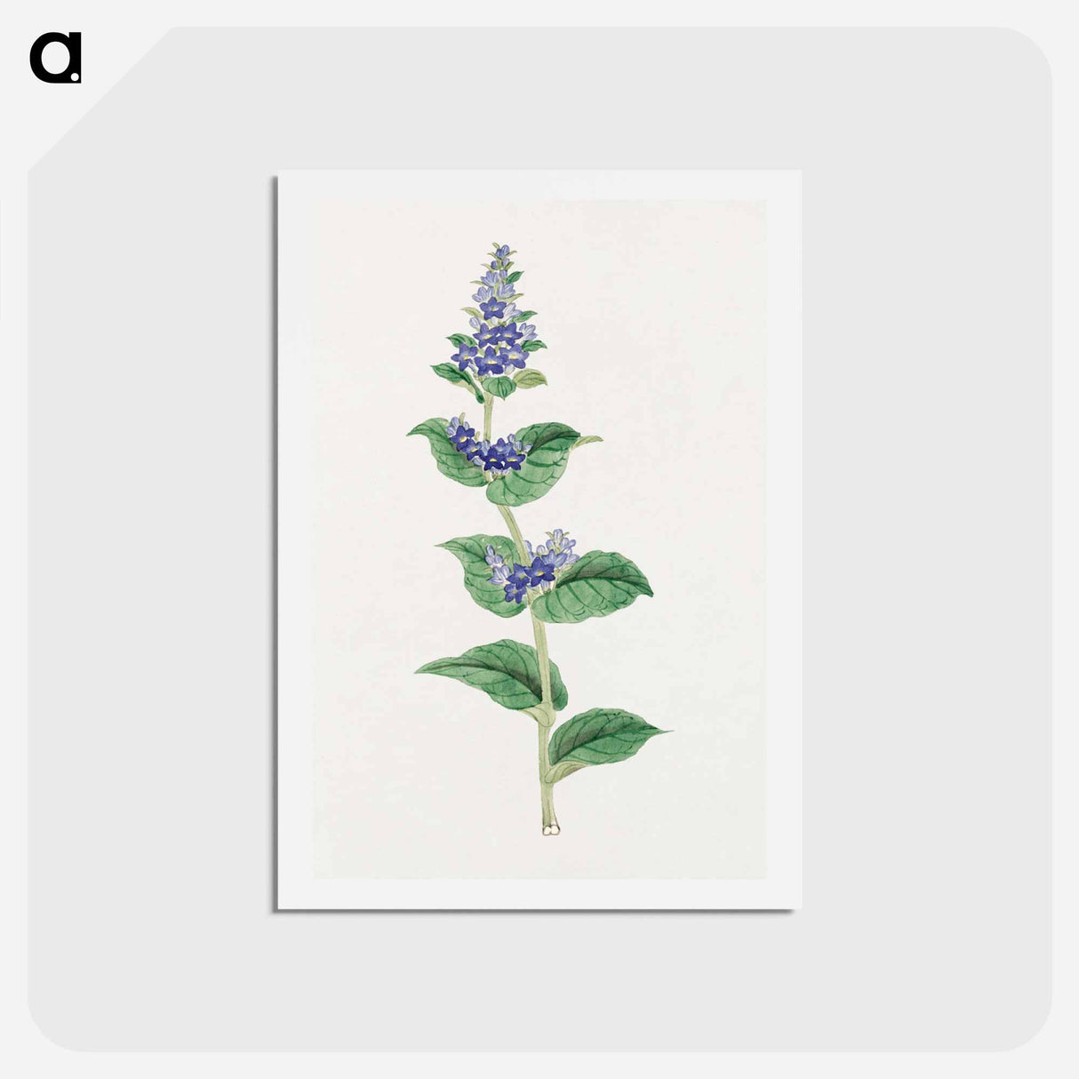 Utsugo Gusa - 19世紀の日本の花 Postcard.