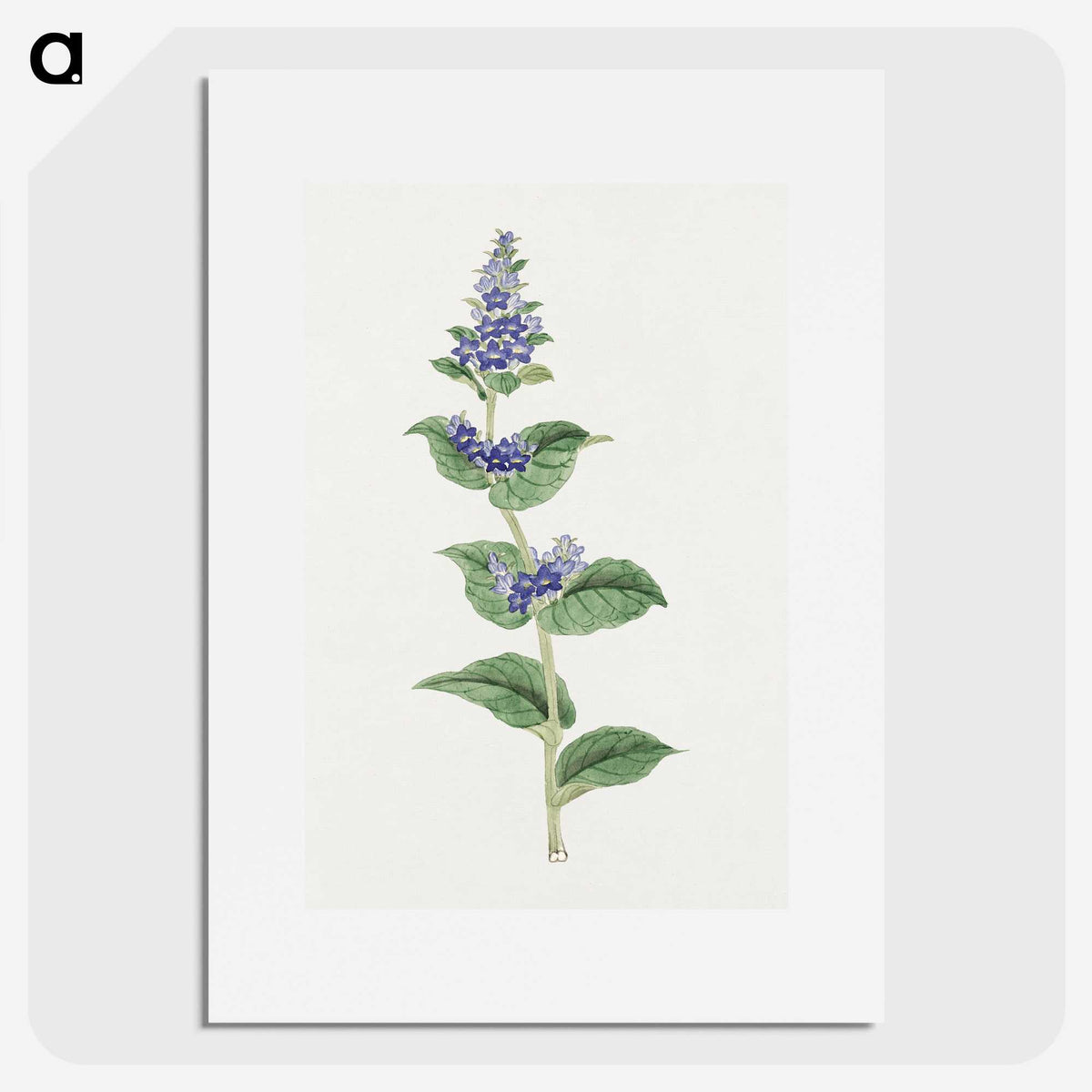 1-11_19th-Century-Japanese-Flowers_picture