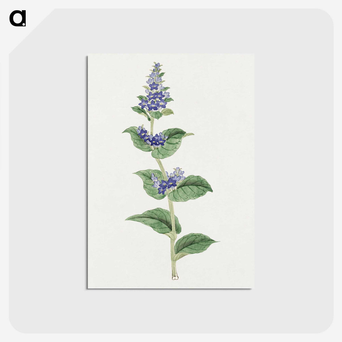 1-11_19th-Century-Japanese-Flowers_postcard