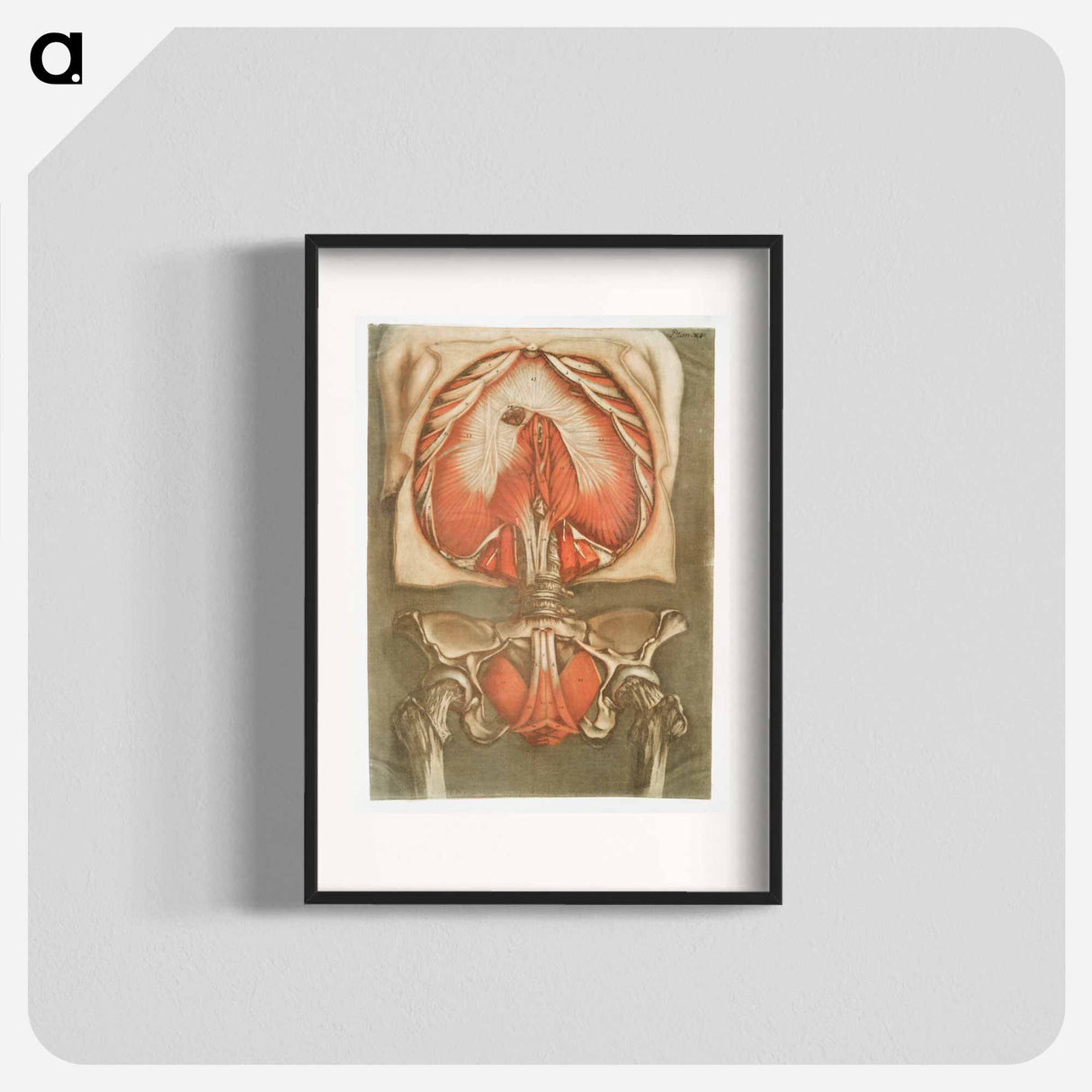 This fascinating collection of anatomical illustrations - アルノルド エロイ ゴーティエ ダゴティ Poster.