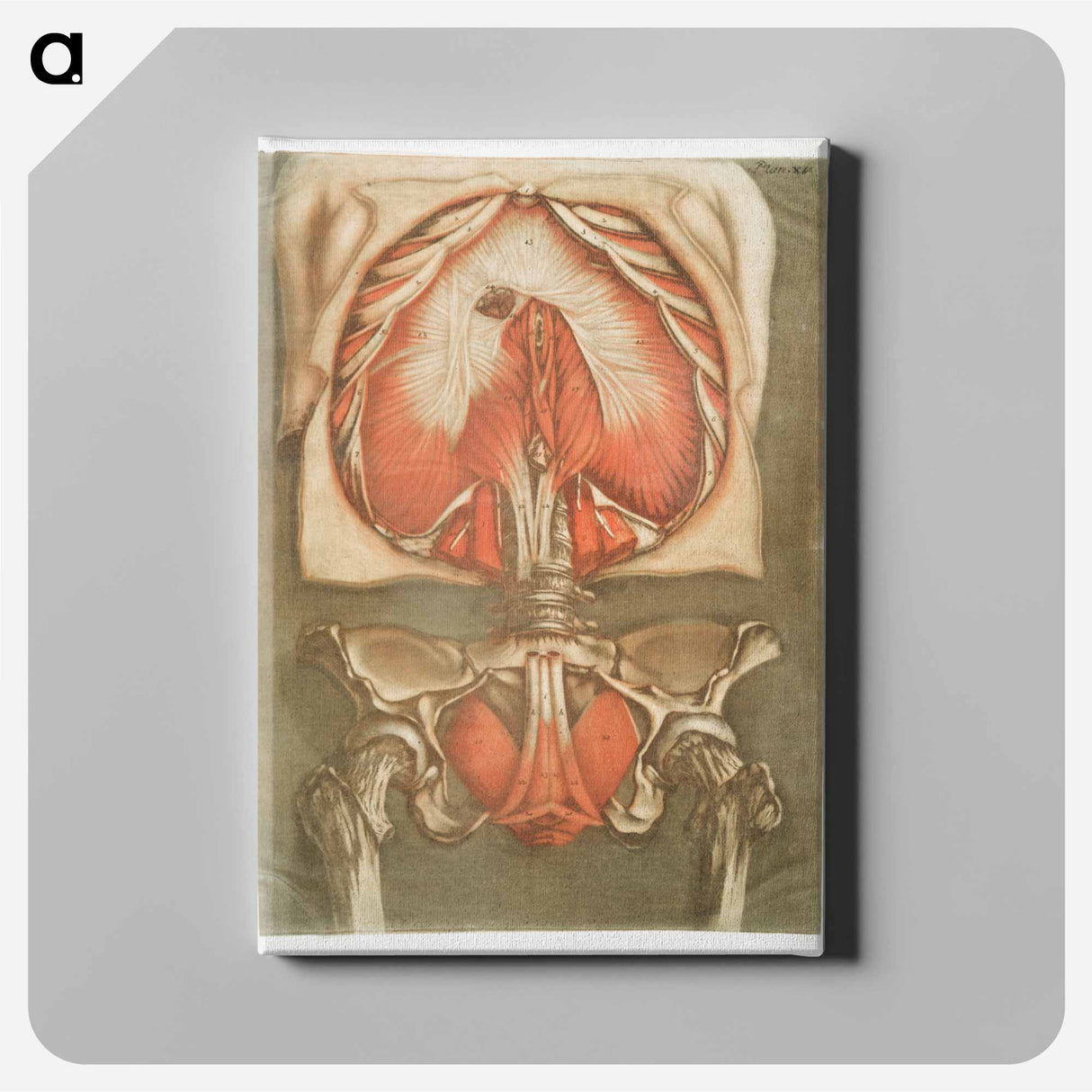 This fascinating collection of anatomical illustrations - アルノルド エロイ ゴーティエ ダゴティ Canvas.