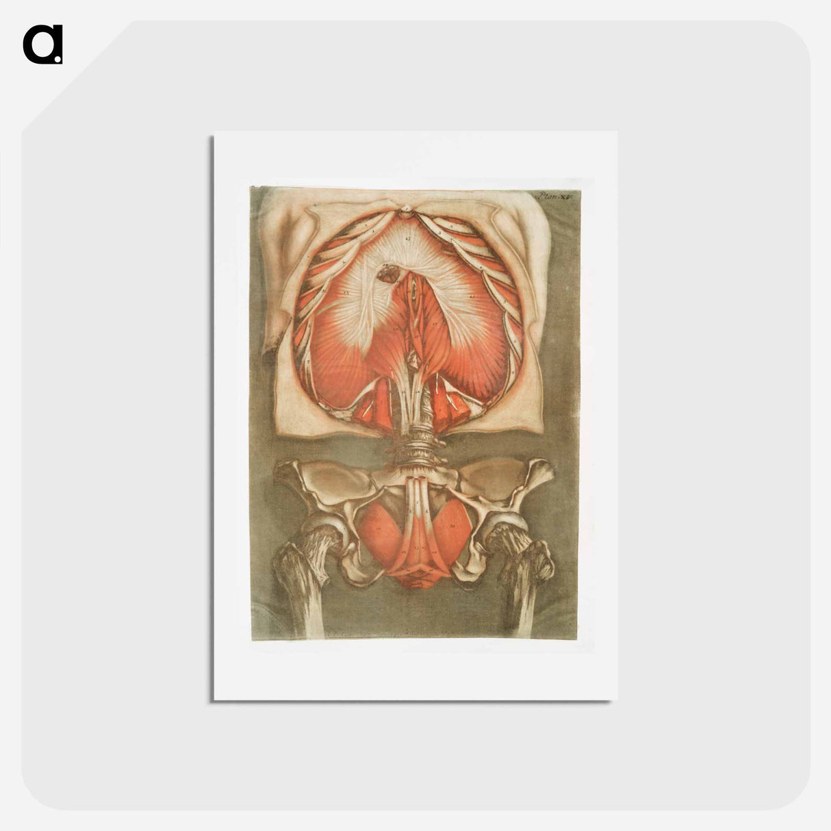 This fascinating collection of anatomical illustrations - アルノルド エロイ ゴーティエ ダゴティ Postcard.