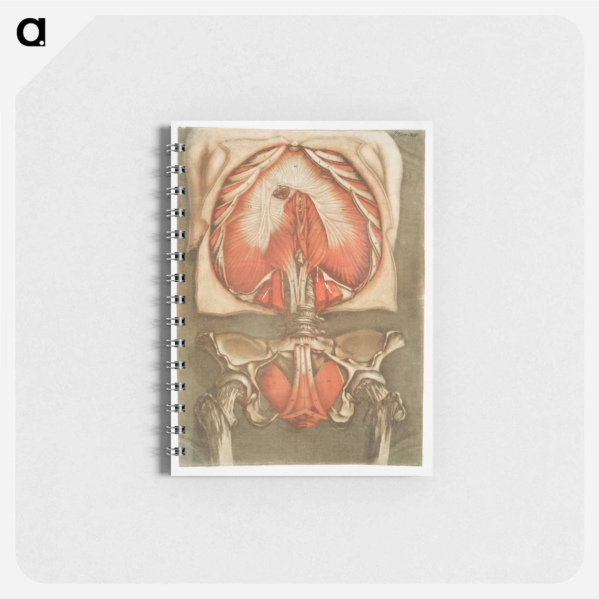 This fascinating collection of anatomical illustrations - アルノルド エロイ ゴーティエ ダゴティ Memo.