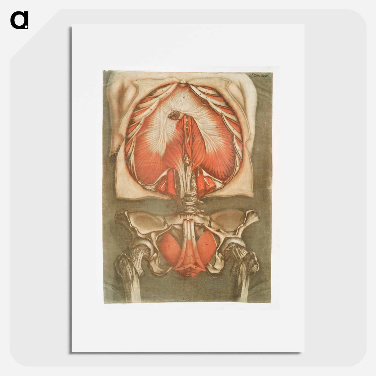 This fascinating collection of anatomical illustrations - アルノルド エロイ ゴーティエ ダゴティ Poster.