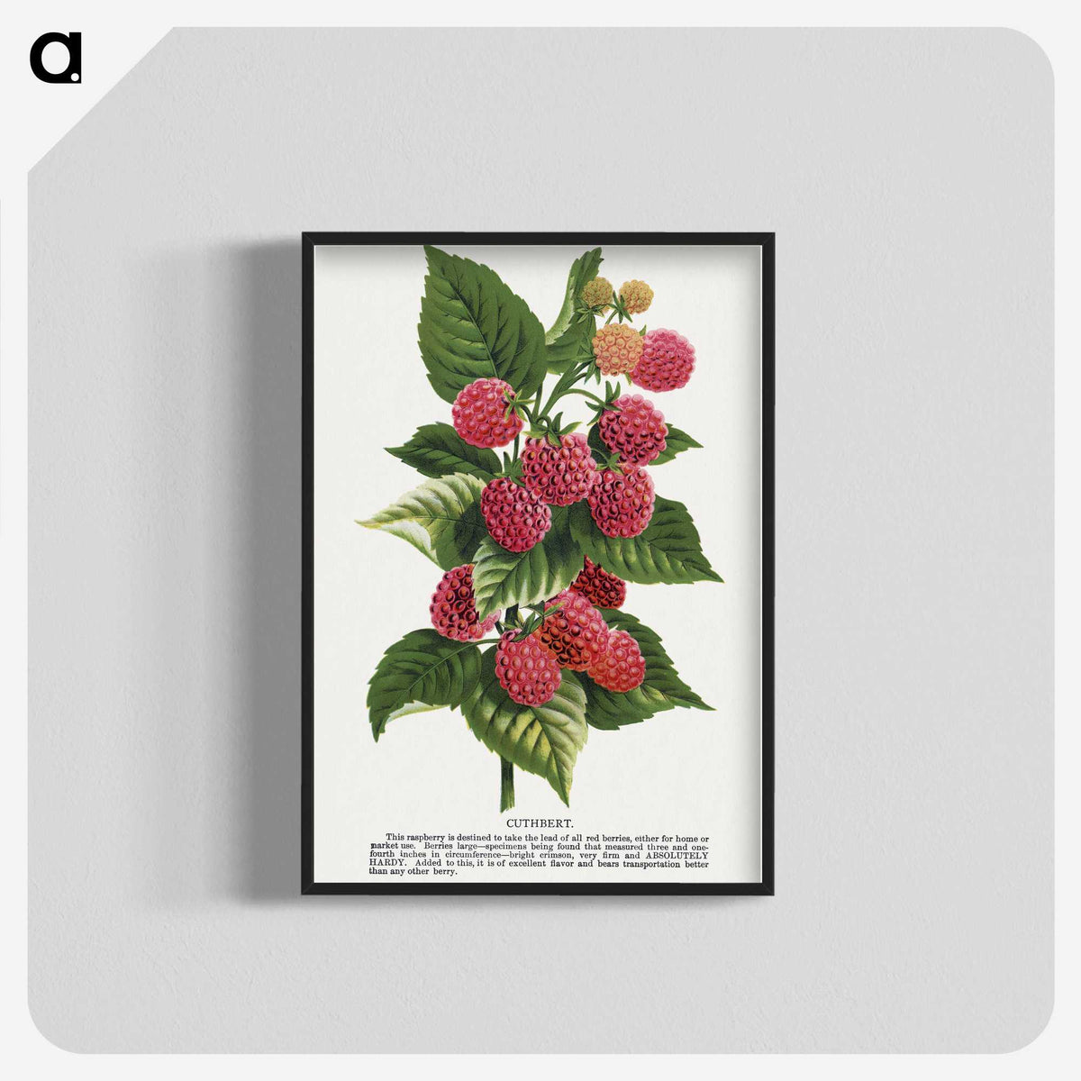 1-11_Botanical-Specimen-Plates_blk-crop