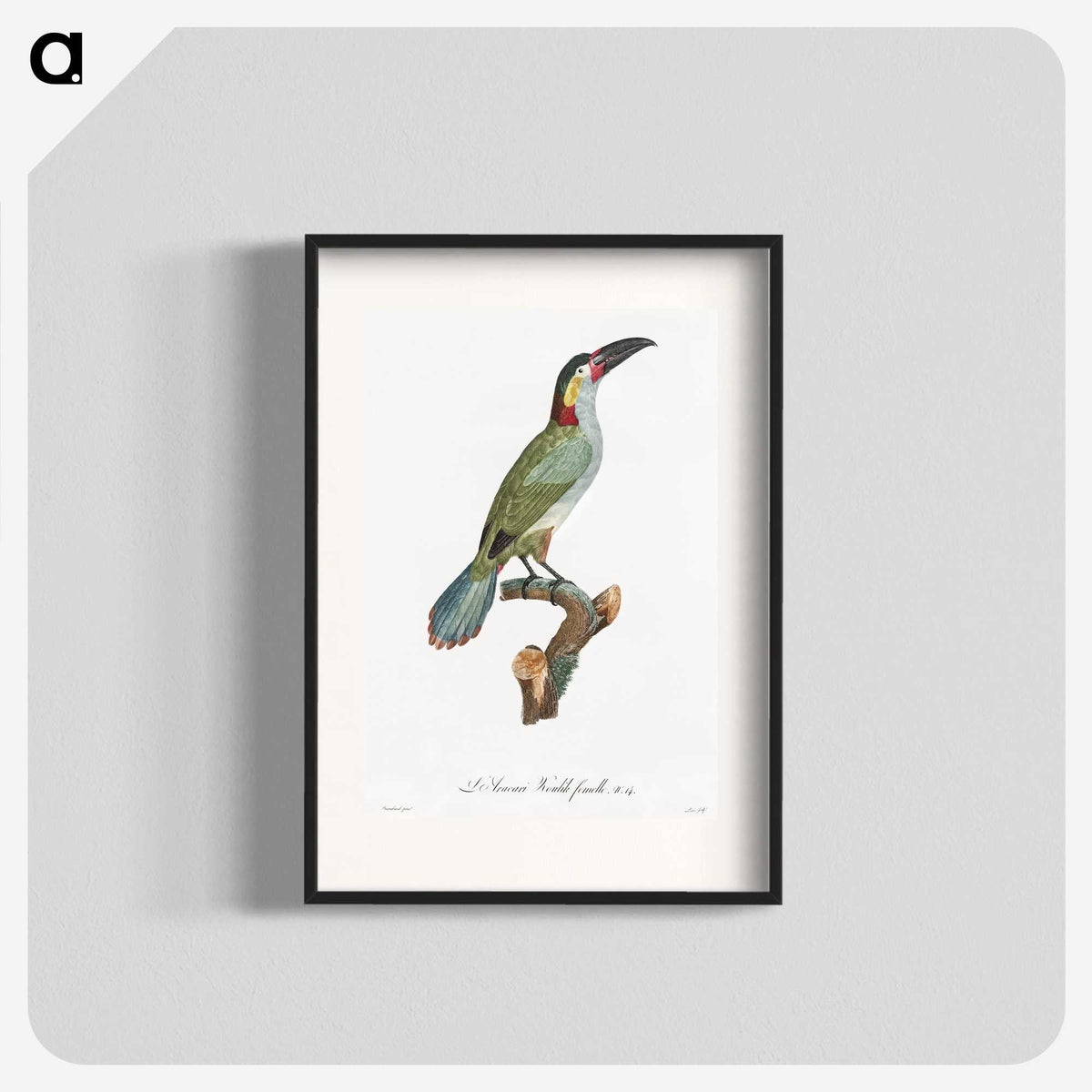 1-11_Des-Oiseaux-de-Paradis_blk