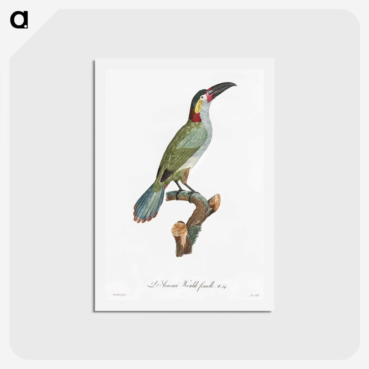1-11_Des-Oiseaux-de-Paradis_hagaki