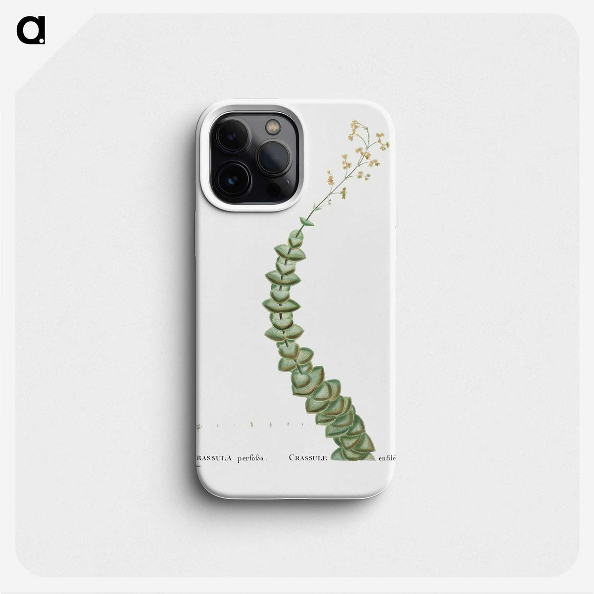 1-11_Histoire-des-Plantes-Grasses_phone