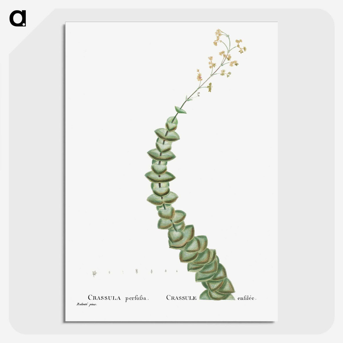 1-11_Histoire-des-Plantes-Grasses_picture-crop