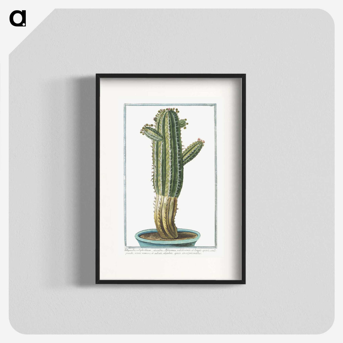1-11_Hortus-Romanus-Botanical-Plates_blk
