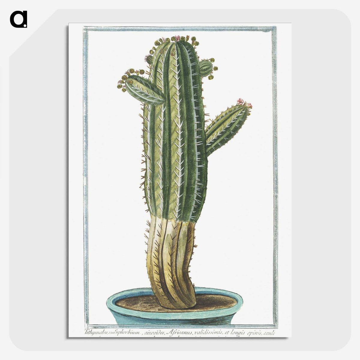 1-11_Hortus-Romanus-Botanical-Plates_picture-crop