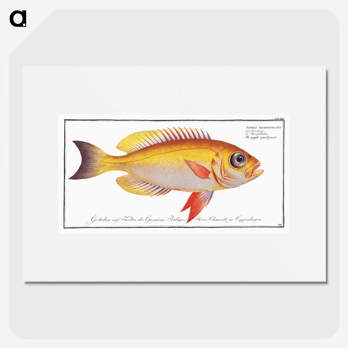1-11_Ichtyologie-ou-Histoire-naturelle_picture