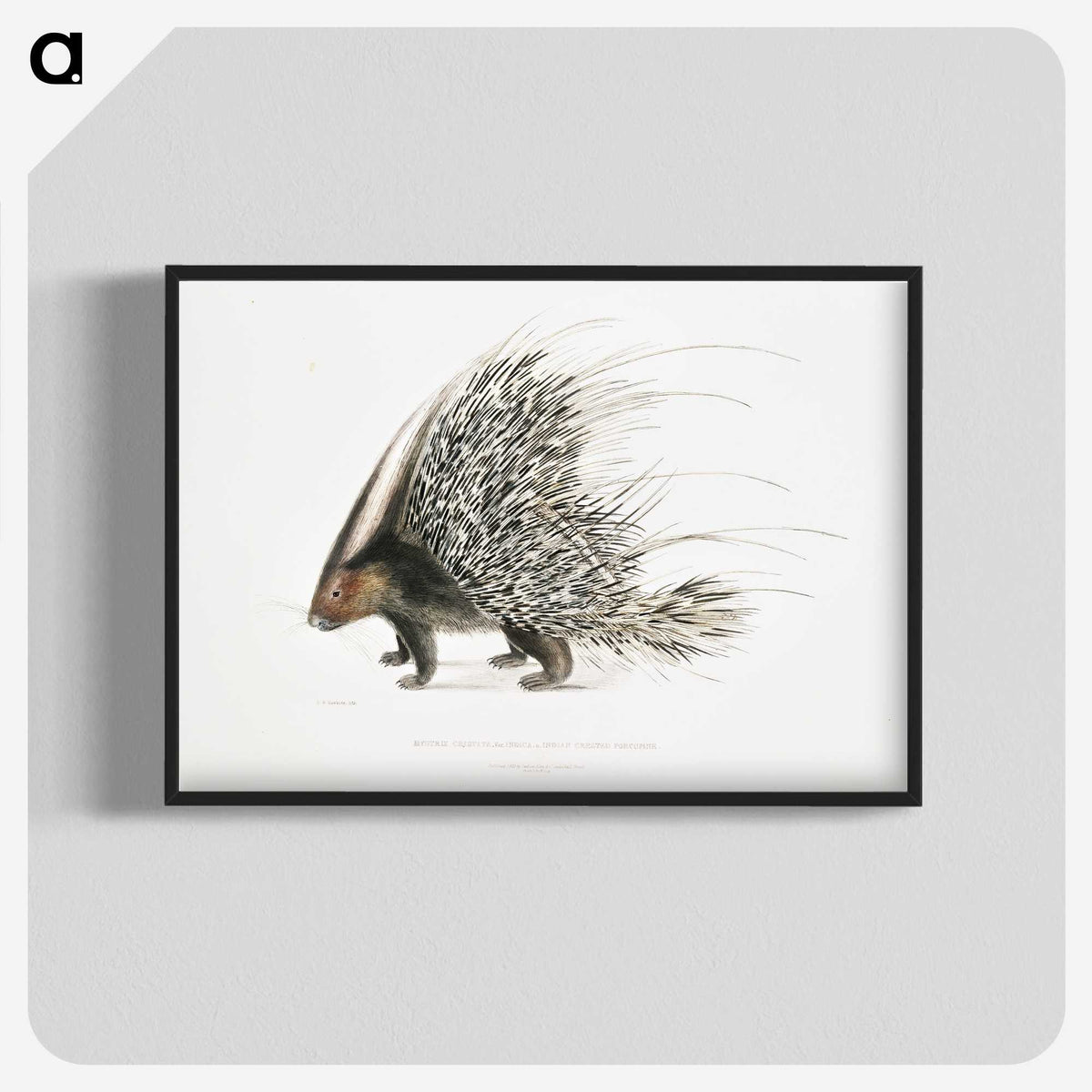1-11_Indian-Zoology_blk-crop