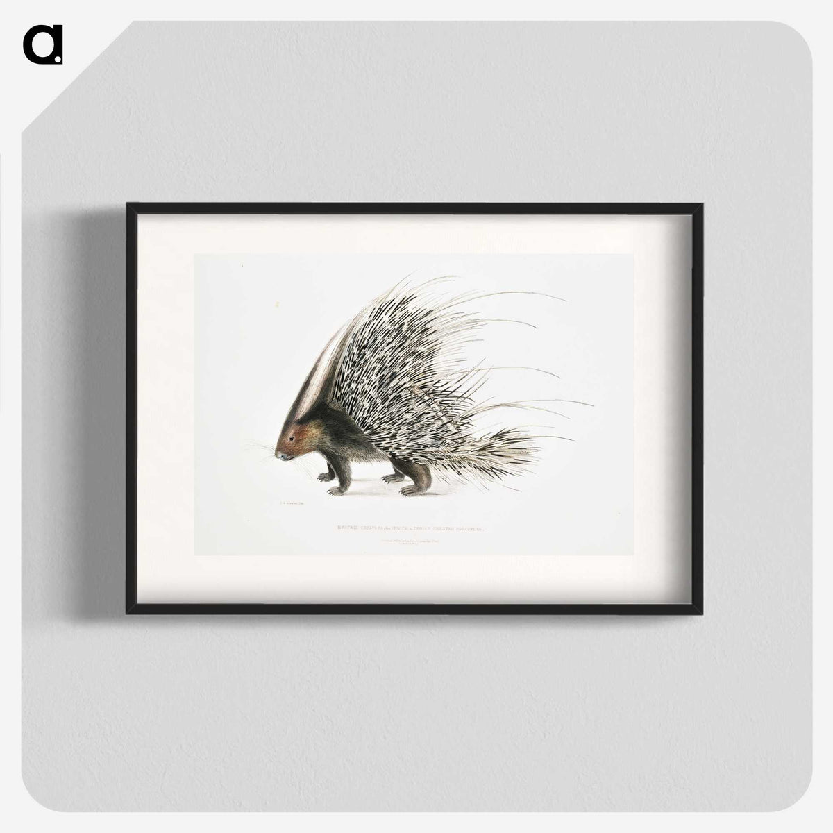 1-11_Indian-Zoology_blk