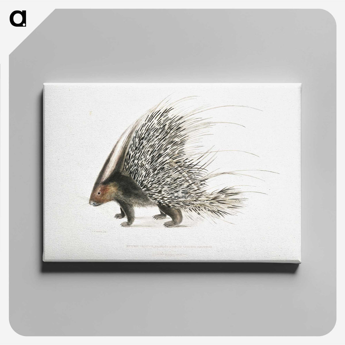 1-11_Indian-Zoology_canvas