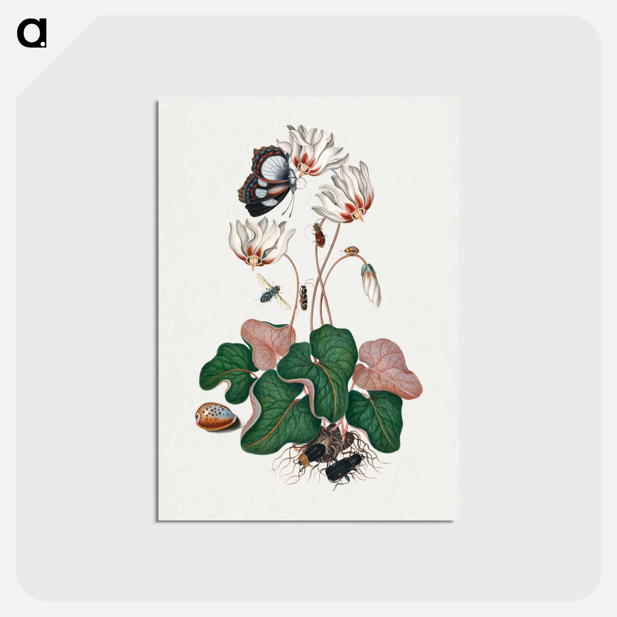 アートポストカード-Anna Blackburne's Natural History Cabinet
- ジェームズ ボルトン Postcard.