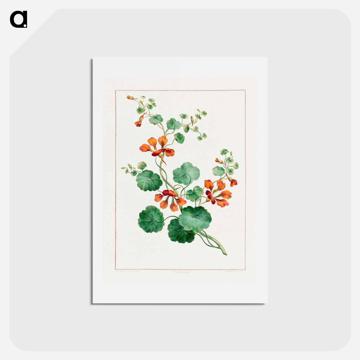 アートポストカード-Nasturtium
- ジョン エドワーズ Postcard.