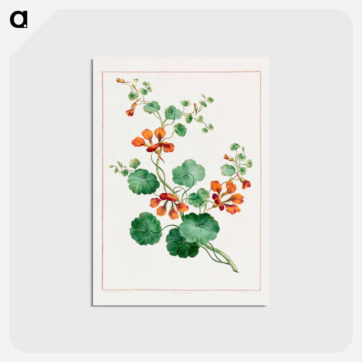 アートポストカード-Nasturtium
- ジョン エドワーズ Postcard.