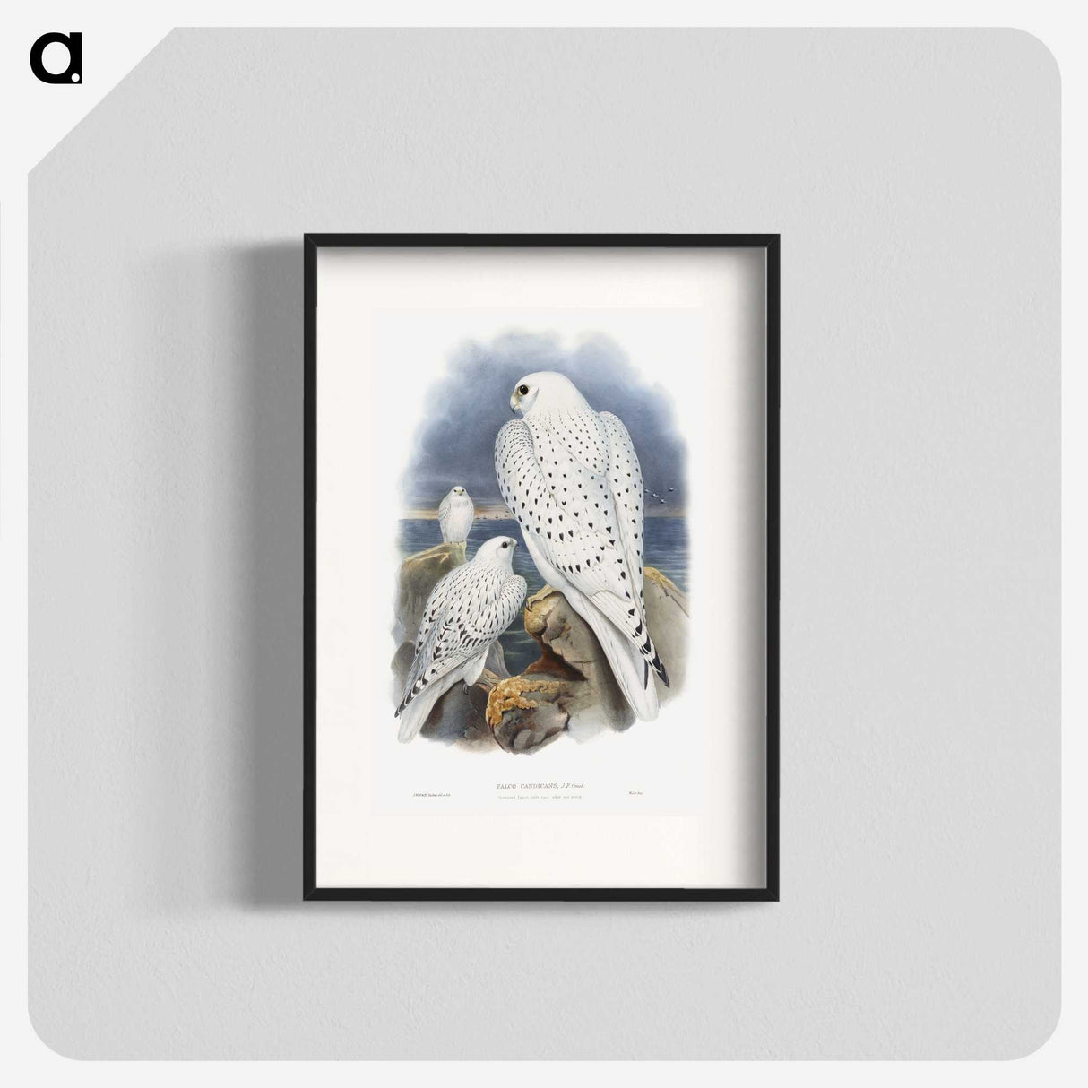 1-11_John-Gould_blk