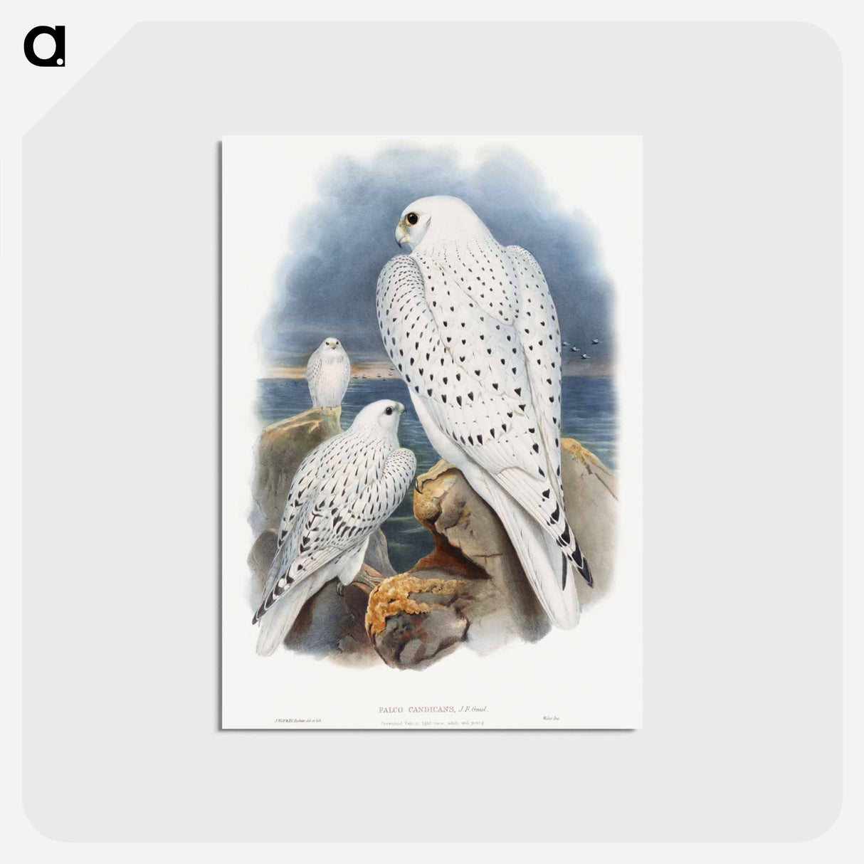 アートポストカード-Greenland Falcon
- ジョン グールド Postcard.
