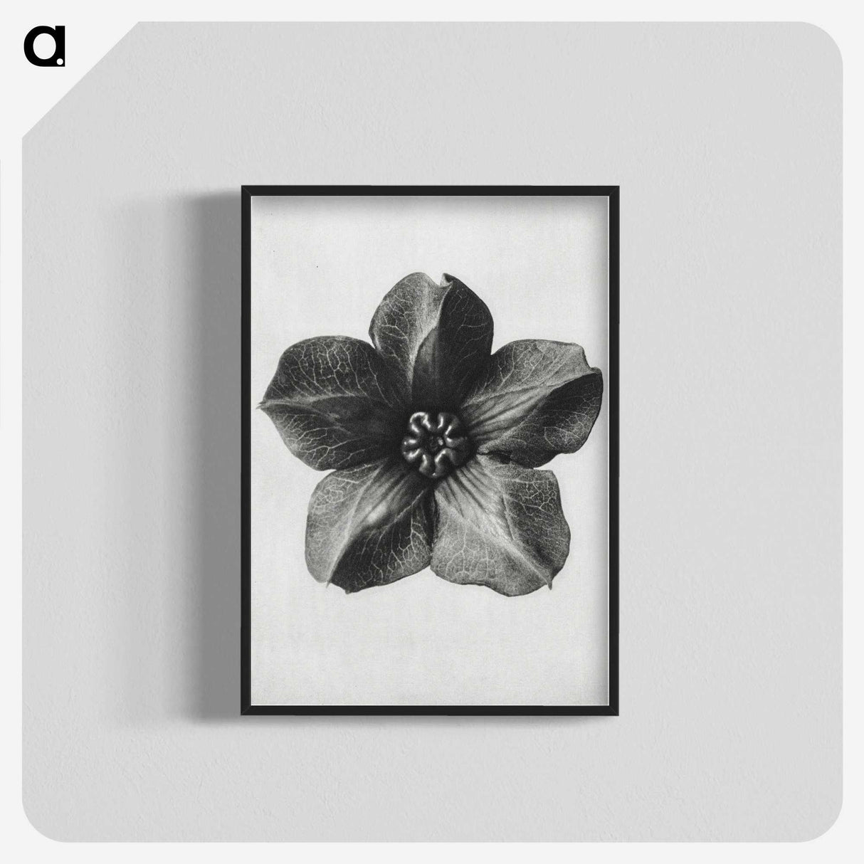 1-11_Karl-Blossfeldt_blk-crop
