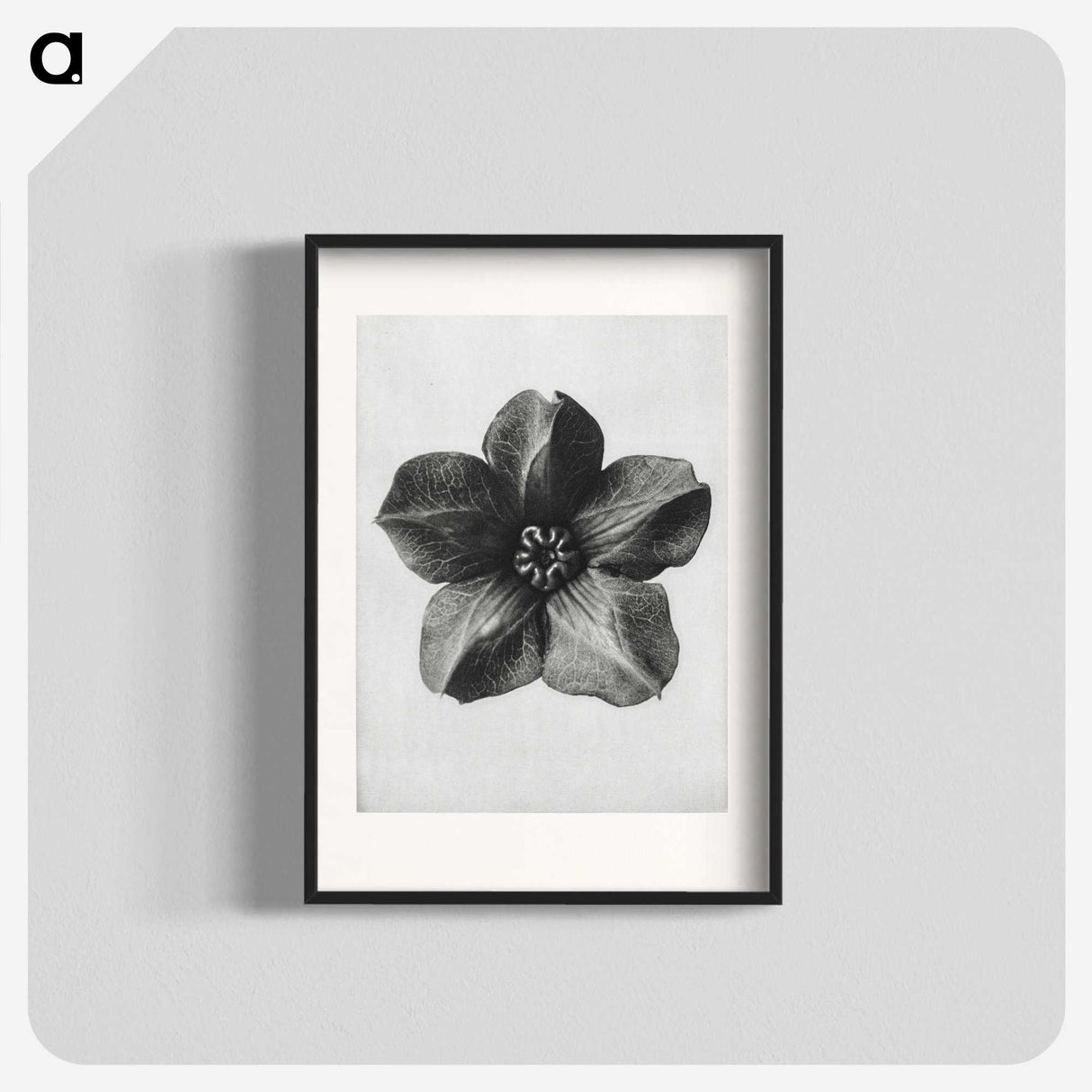 1-11_Karl-Blossfeldt_blk