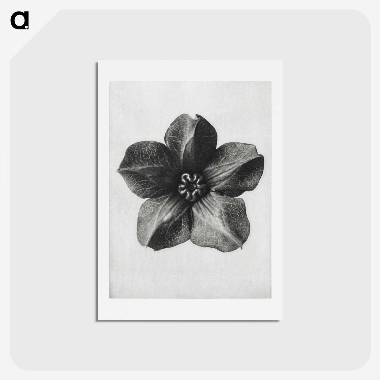 1-11_Karl-Blossfeldt_hagaki