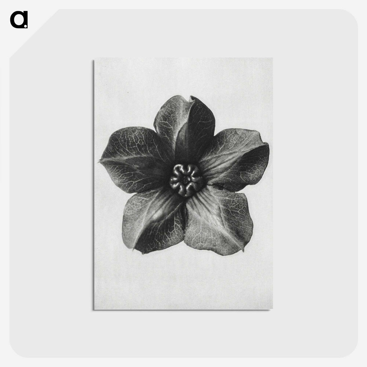 1-11_Karl-Blossfeldt_postcard