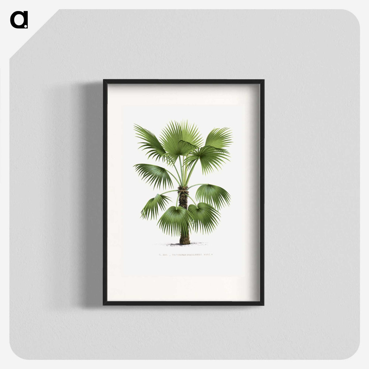 1-11_Les-Palmiers-Histoire-Iconographique_blk