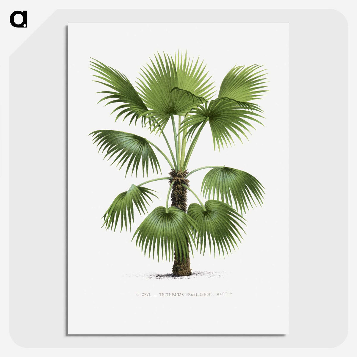 1-11_Les-Palmiers-Histoire-Iconographique_picture-crop