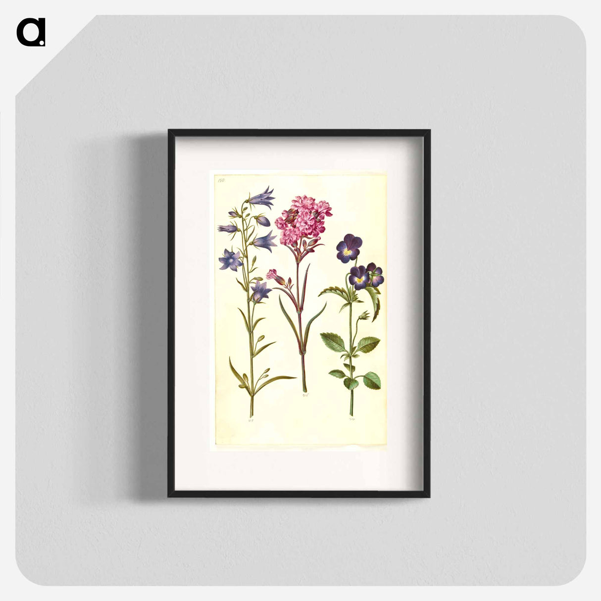 アートポスター-Campanula, Silene, and Viola
- マリア ジビーラ メーリアン Poster.