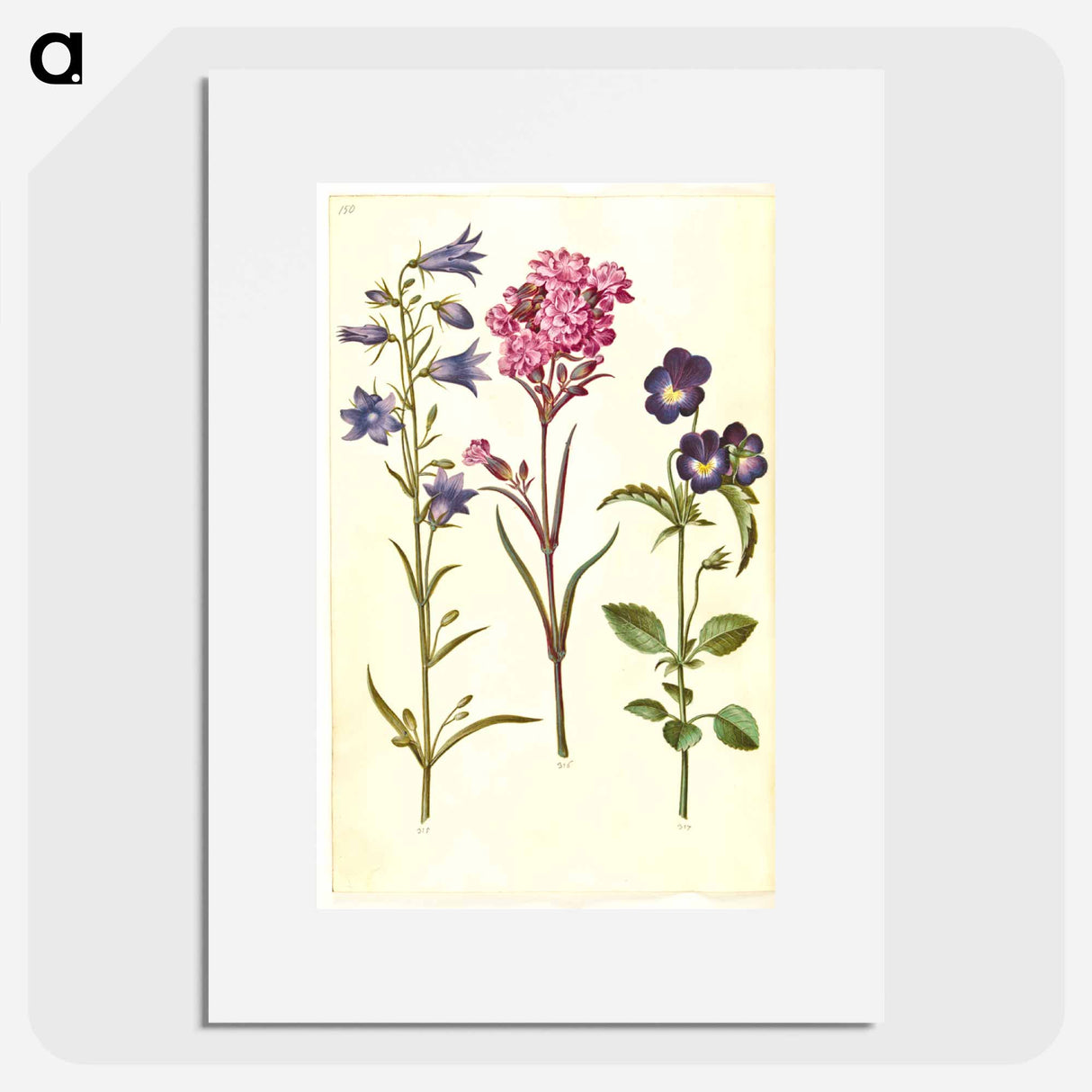 アートポスター-Campanula, Silene, and Viola
- マリア ジビーラ メーリアン Poster.