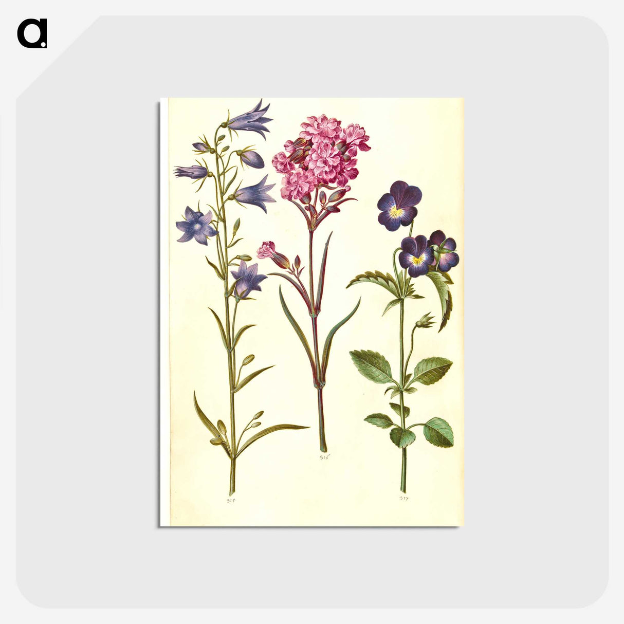 1-11_Maria-Sibylla-Merian_postcard