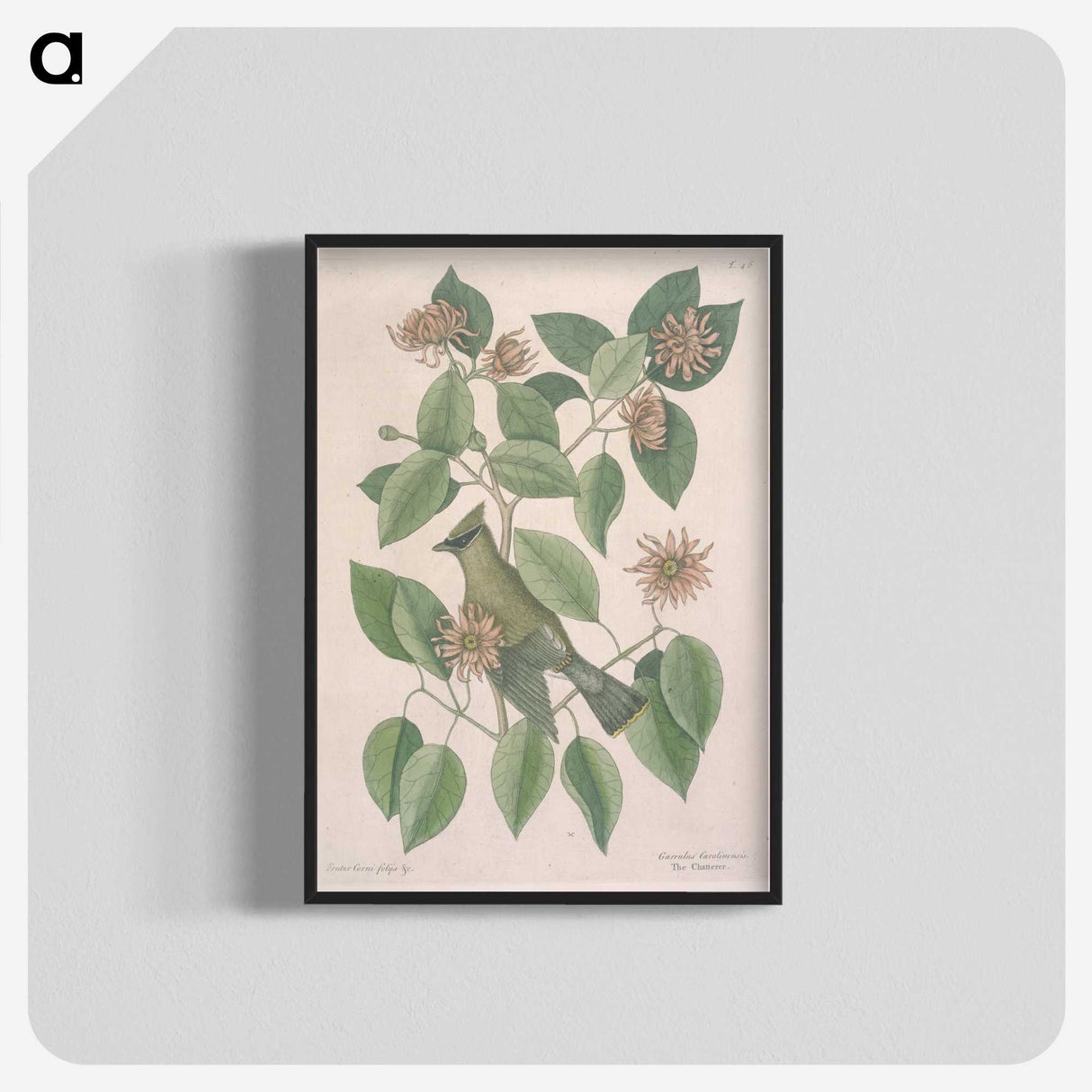 1-11_Mark-Catesby_blk-crop