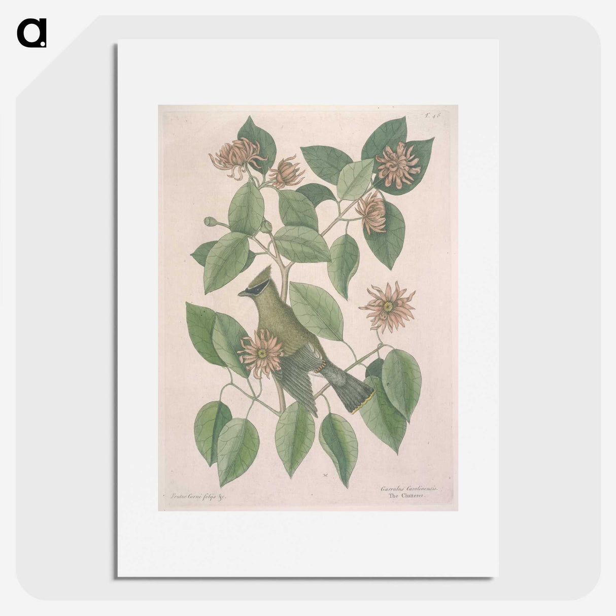 1-11_Mark-Catesby_picture